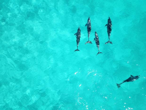 nalaka-daundaratne-dolphin